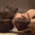 Vyras Britanijoje buvo mumifikuotas kaip Egipto faraonas