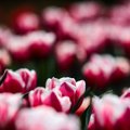 Fotografuok! Tulpių žydėjimo šventė