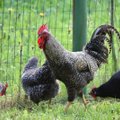 Ūkininkai apsisprendė – Baltijos šalis aprūpins ekologiškais kiaušiniais