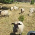 Kuršių nerijoje plušančios avys dar spėja ir atsivesti jauniklių