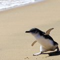 Tūkstančius kilometrų nuplaukusį pingviną paskutinį kartą apžiūrėjo medikai