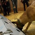 Vokietijos tarnybiniai šunys aptinka koronavirusą 94 proc. tikslumu