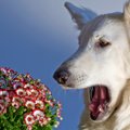 Kokios alergijos kamuoja šunis?