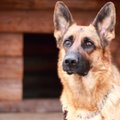 Šunų klubo sąnario displazija: kas tai per liga ir kaip ją gydyti?
