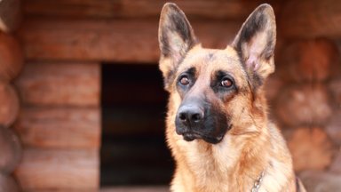 Šunų klubo sąnario displazija: kas tai per liga ir kaip ją gydyti?