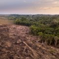 Sausį užfiksuotas Amazonės miškų kirtimo rekordas: pasauliui kyla vis didesnis pavojus