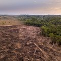 Europa užsimojo kovoti su miškų naikinimu: kad patikrintų, ar vykdomas įstatymas, taikys DNR analizę