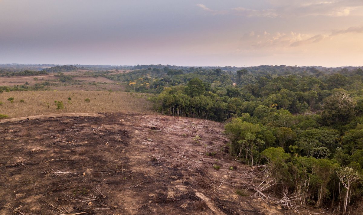Amazonės miškų kirtimas