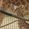 Belgijos zoologijos sode pirmuosius žingsnius žengė savaitės žirafa