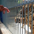 Indija: tigrams būtini turistai