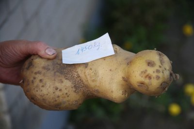 Gigantiška bulvė