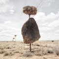 Pietų Afrikoje keliautojus stebina milžiniški žvirblinių būrio paukščių lizdai