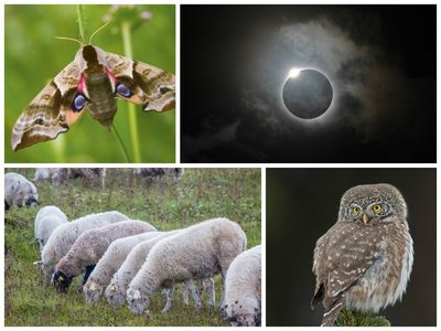 Saulės užtemimas paveiks ir gyvūnija - drugius, avis, pelėdas ir daugumą kitų