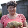 Kiek sveria Lietuvos laukuose užaugusi gigantiška bulvė