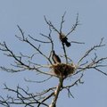Nežino, ko griebtis: kormoranai užkariauja vis naujas teritorijas