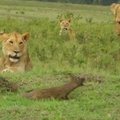 Piktas kaip liūtas: įsiutusi mangusta išvaiko gaują plėšrūnų