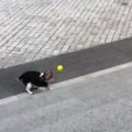 Šuo išmoko vienas žaisti žaidimą „Atnešk!“