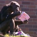 Sidnėjaus zoologijos sodo gyventojai jau išpakavo kalėdines dovanas