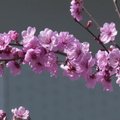 Pasipylus medžių žiedams, Kinija pasipuošė pavasariškais vaizdais