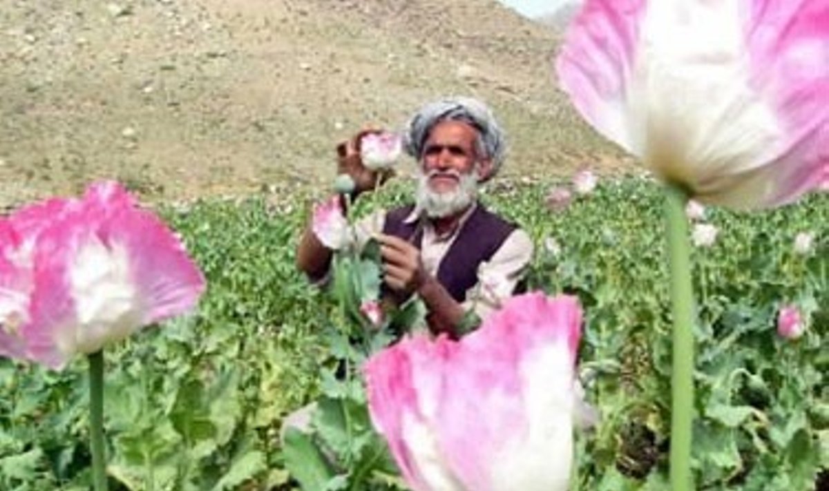 Sayedas Mohammedas apžiūri savo aguonų lauką apie 110 km nuo Kabulo (Afganistanas). Afganistanietiškų narkotikų, iš kurių verčiasi didelė dalis Afganistano gyventojų, eksportas - didžiulė problema.