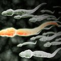 Atrasti seniausi žinomi spermos pavyzdžiai: tai 100 mln. metų senumo evoliucinės keistenybės