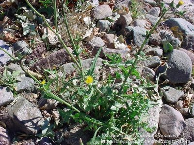 Nendrinis dryžutis (Phalaris arundinacea)