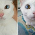 Magiškos katės akys stebina pasaulį