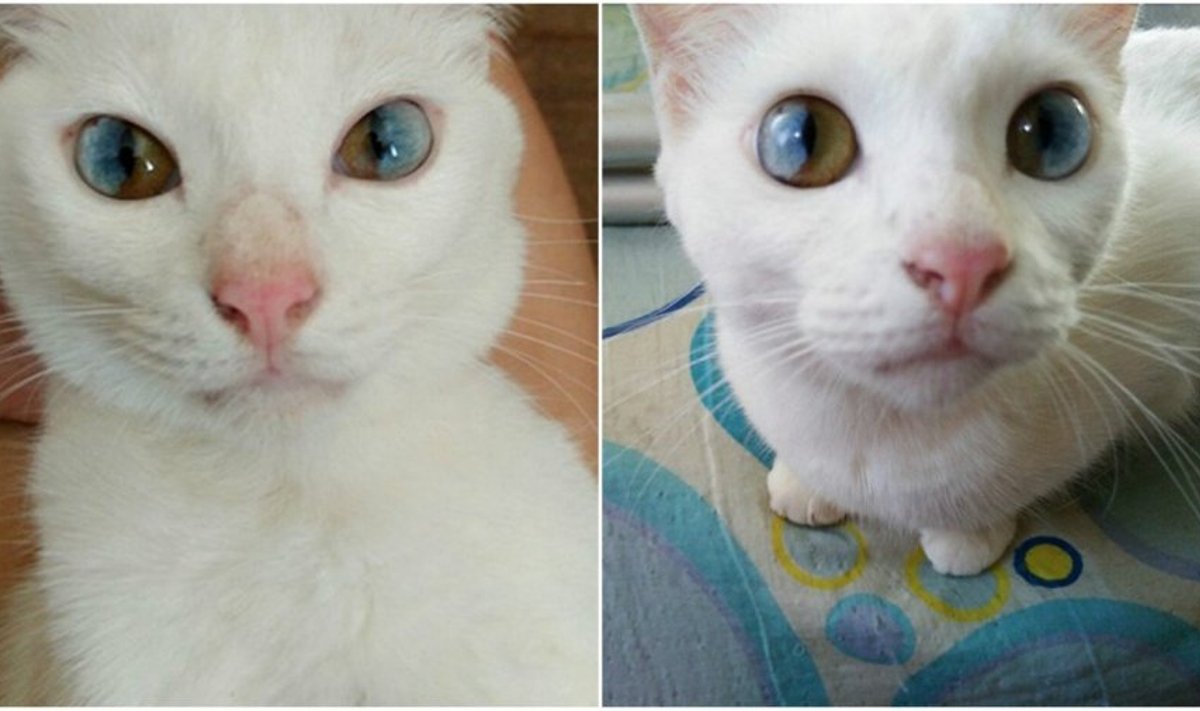 Katė, dviejų spalvų akimis