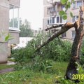Klaipėdos gyventojai gali nuverstus medžius pasiimti kurui