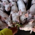 Kinijoje maras išguldė kiaules, bet šalis tikina atsitiesianti