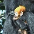 Sidnėjaus zoologijos sode gimė Fransua langūro beždžionės jauniklis