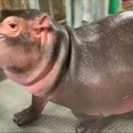 Sinsinačio zoologijos sodo naujienos: Fiona jau sveria beveik pusę tonos