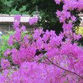 Pasakiška vieta Vilniuje: japoniškame sode skleidžiasi rododendrų žiedai
