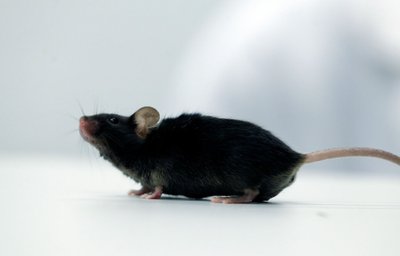 Su pelėmis išbandyto paralyžiaus gydymo būdo pagrindą sudaro sintetinės nanoskaidulos, ilgainiui virstančios ląstelių maistu ir galiausiai pašalinamos iš organizmo. Vida Press/Scanpix nuotr. 10879