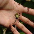 Šiuo metu pievose knibždėte knibžda išskirtinės išvaizdos vorų: gamtininkai įspėja nesugalvoti imti į rankas