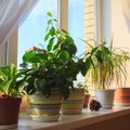 Kambariniai augalai, kurių negalima laikyti namuose