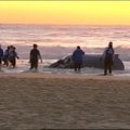 Gelbėtojai nutempė į vandenį dvi dienas Australijos paplūdimyje įstrigusį banginį