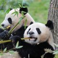 Pandų žarnynas prastai pritaikytas virškinti bambukus