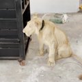 Kambodžoje išgelbėtas liūtas, kuris buvo auginamas kaip naminis gyvūnas