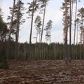 Valstybinių miškų urėdija: vykdant sanitarinę miško apsaugą, nebebus kertami sveiki ir gamtiniu požiūriu vertingi medžiai