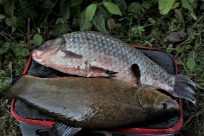 Tą pačią dieną Kauno mariose pagautas 1,5 kg karosas ir 1,4 kg lynas