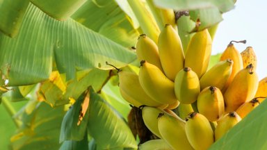 Lietuvoje bananai noksta net žiemą: laimikis nuraškytas Kretingoje