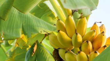 Lietuvoje bananai noksta net žiemą: laimikis nuraškytas Kretingoje