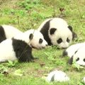 Kinijoje vienu metu pristatyti net 36 pandos mažyliai