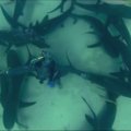Įspūdingo grožio klipe - nardytojos šokis su rykliais