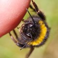 6 dalykai, kuriuos privalu žinoti apie bičių ir kitų vabzdžių įkandimus