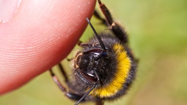 6 dalykai, kuriuos privalu žinoti apie bičių ir kitų vabzdžių įkandimus