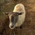 Išgelbėta vienišiausia Jungtinės Karalystės avis