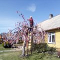 Pilviškių miestelio gyventojus džiugina ypatingai papuoštas Velykų medis