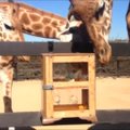 Žirafos skanėstų dėžėje ieškojo savo ilgaisiais liežuviais